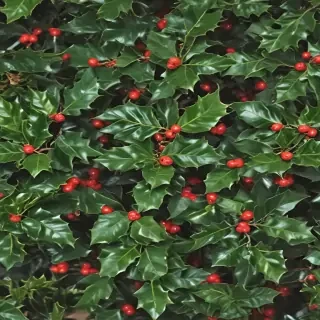images holly