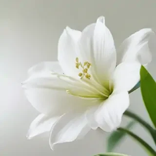 white flower wallpaper