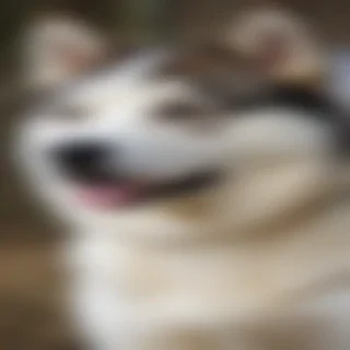 huskita dog breed