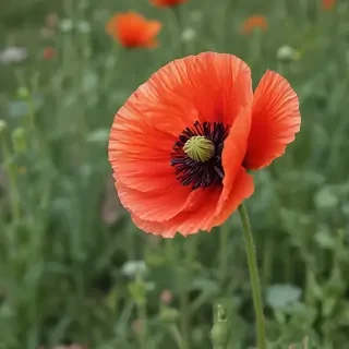 poppy flower