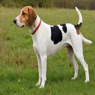 english foxhound