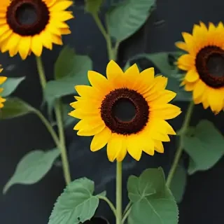 iphone cute sunflower wallpaper
