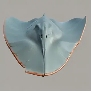 stingray png