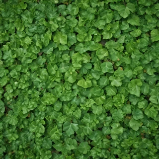 leaf background green