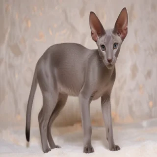 oriental shorthair cat breed