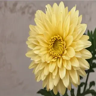 chrysanthemum png