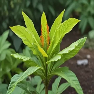tobacco plant
