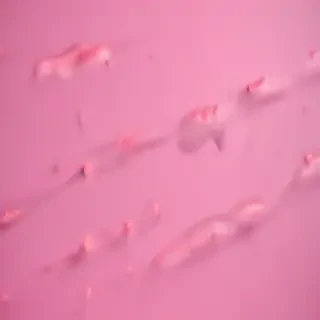 pink plain background