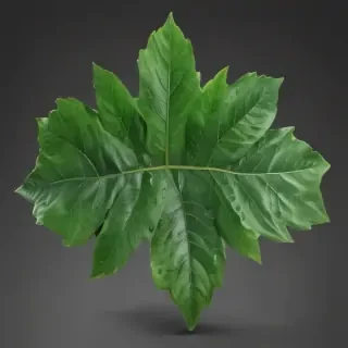 green leaf png