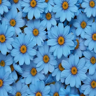 blue flowers background