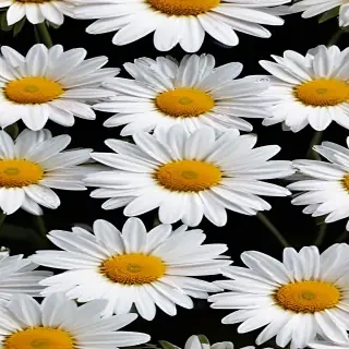daisies png