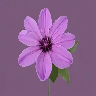purple flower png