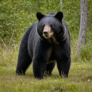 black bear png