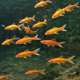 gold fish