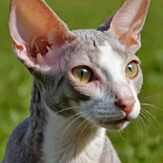 cornish rex breed