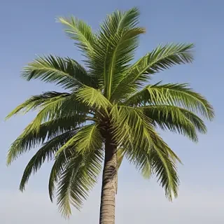 palm trees png
