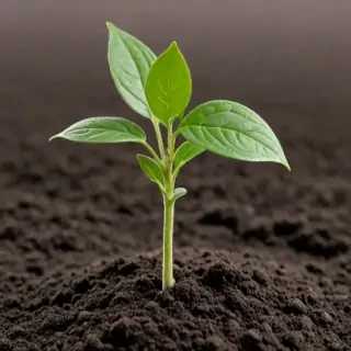 seedling png