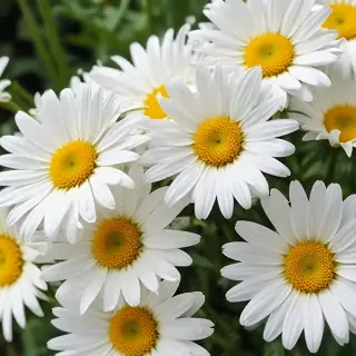 wallpaper daisy flower