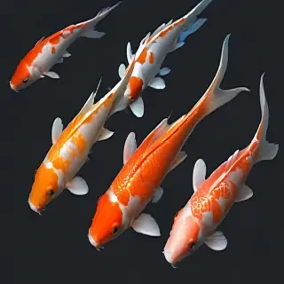 koi fish png