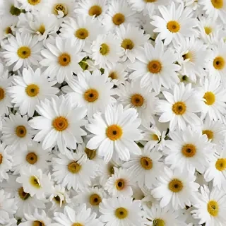 flowers white background