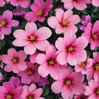 flower computer wallpaper