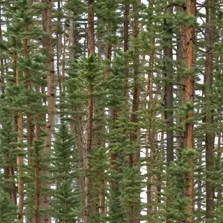 pine trees png