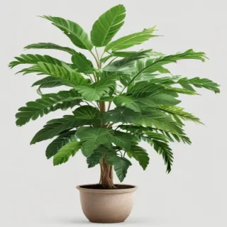 plant png clipart