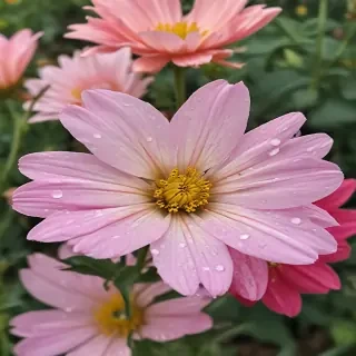 flower pictures