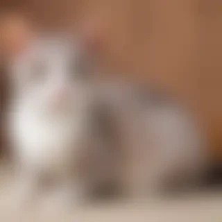 oriental bicolor cat breed