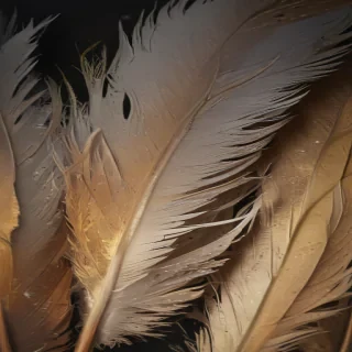 feather background
