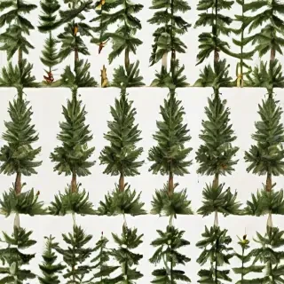 christmas trees transparent background