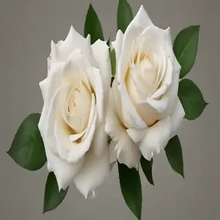white roses png