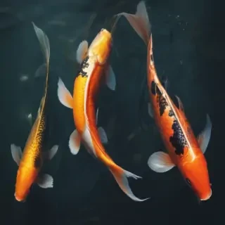koi fish png