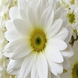 iphone white flower wallpaper