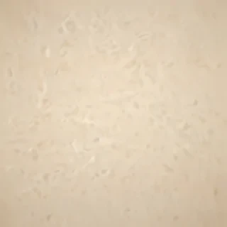 plain cream background
