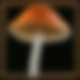 thin stemmed mushroom