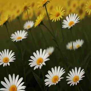 daisy wallpaper for desktop