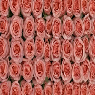 rose border