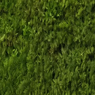 moss png