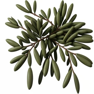 olive branch png