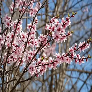 spring iphone