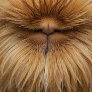 hairy free