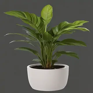 indoor plant png