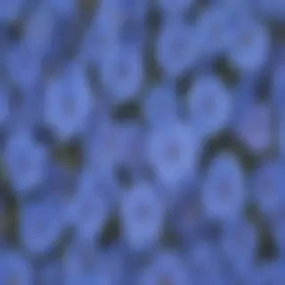 blue flowers aesthetic