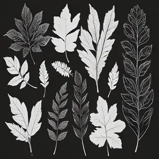 black and white leaf clip art