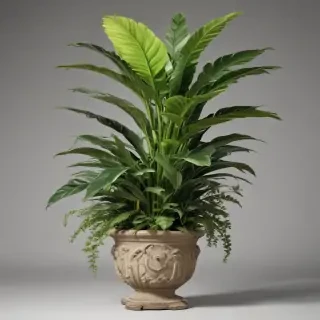 house plant png