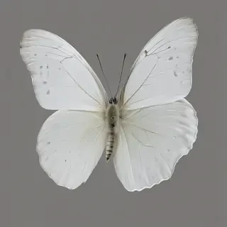 white butterfly png