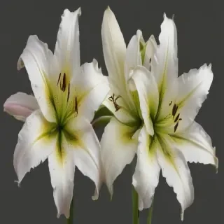 lily flower png