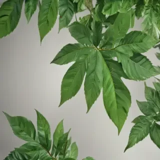 green leaf png