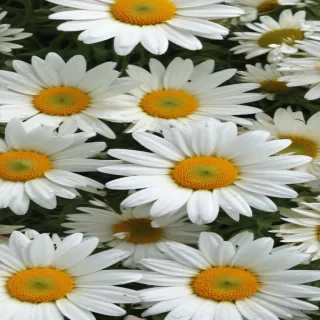 daisy background wallpaper